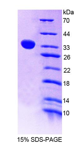 Figure 1. SDS-PAGE