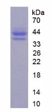 Figure 2. SDS-PAGE