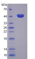 Figure 2. SDS-PAGE
