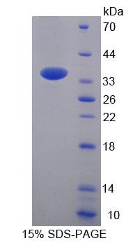 Figure 1. SDS-PAGE