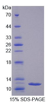 Figure 1. SDS-PAGE