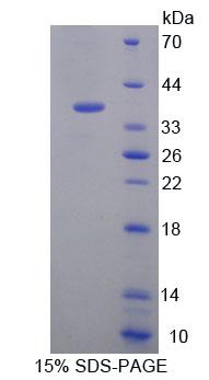 Figure 1. SDS-PAGE