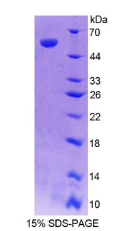 Figure 1. SDS-PAGE