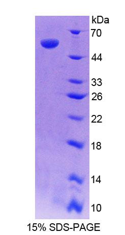Figure 1. SDS-PAGE