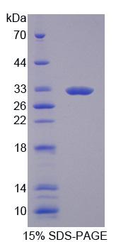 Figure 1. SDS-PAGE