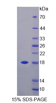 Figure 1. SDS-PAGE