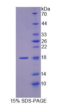 Figure 1. SDS-PAGE