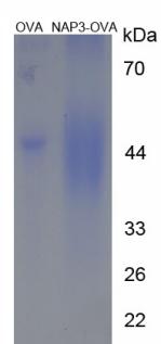 OVA Conjugated Rat Chemokine (C-X-C Motif) Ligand 1 (CXCL1)