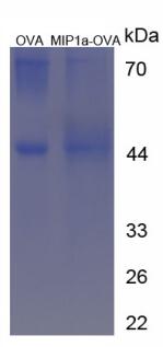 OVA Conjugated Rat Macrophage Inflammatory Protein 1 Alpha (MIP1a)