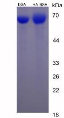 Figure 2. SDS-PAGE
