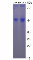 Figure 2. SDS-PAGE