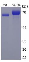 Figure 2. SDS-PAGE