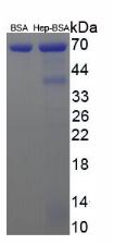 Figure 2. SDS-PAGE