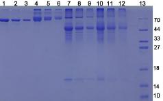 Figure 3. SDS-PAGE