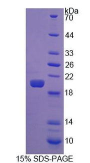 Figure 1. SDS-PAGE