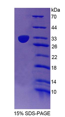 Figure 1. SDS-PAGE