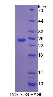 Figure 1. SDS-PAGE