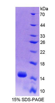 Figure 1. SDS-PAGE