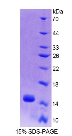 Figure 1. SDS-PAGE