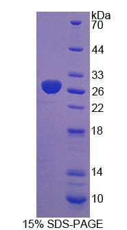 Figure 1. SDS-PAGE