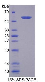 Figure 1. SDS-PAGE
