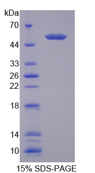 Figure 1. SDS-PAGE