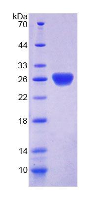 Figure 1. SDS-PAGE