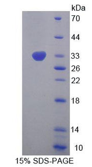 Figure 1. SDS-PAGE