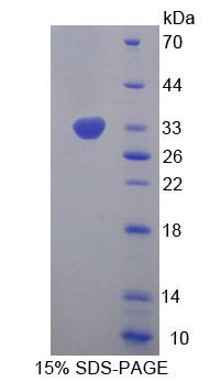 Figure 1. SDS-PAGE