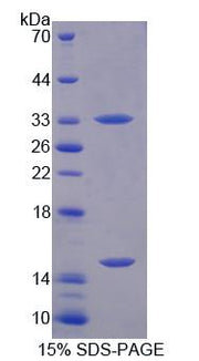 Figure 1. SDS-PAGE