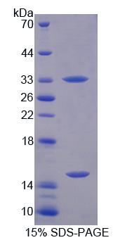 Figure 1. SDS-PAGE