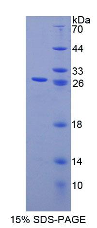 Figure 1. SDS-PAGE