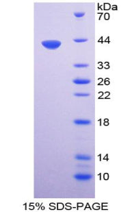Figure 1. SDS-PAGE