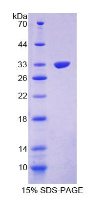 Figure 1. SDS-PAGE