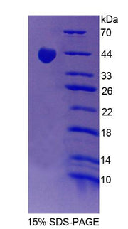 Figure 1. SDS-PAGE