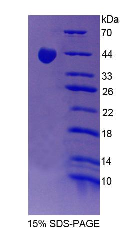 Figure 1. SDS-PAGE