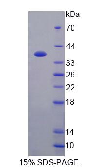 Figure 1. SDS-PAGE