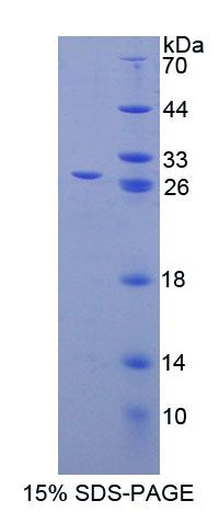 Figure 1. SDS-PAGE