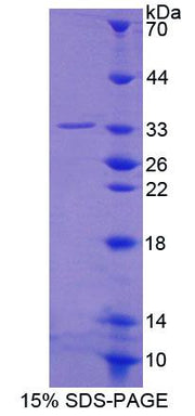 Figure 1. SDS-PAGE