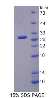 Figure 1. SDS-PAGE