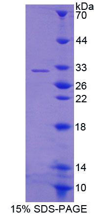 Figure 1. SDS-PAGE