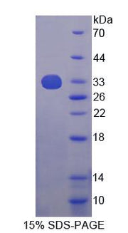 Figure 1. SDS-PAGE