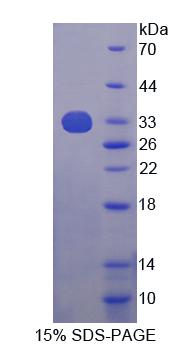 Figure 1. SDS-PAGE