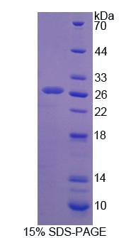 Figure 1. SDS-PAGE