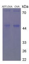 Figure 3. SDS-PAGE