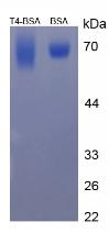 Figure 3. SDS-PAGE