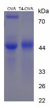 Figure 3. SDS-PAGE