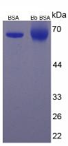 Figure 2. SDS-PAGE