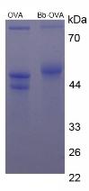 Figure 2. SDS-PAGE