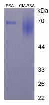 Figure 2. SDS-PAGE